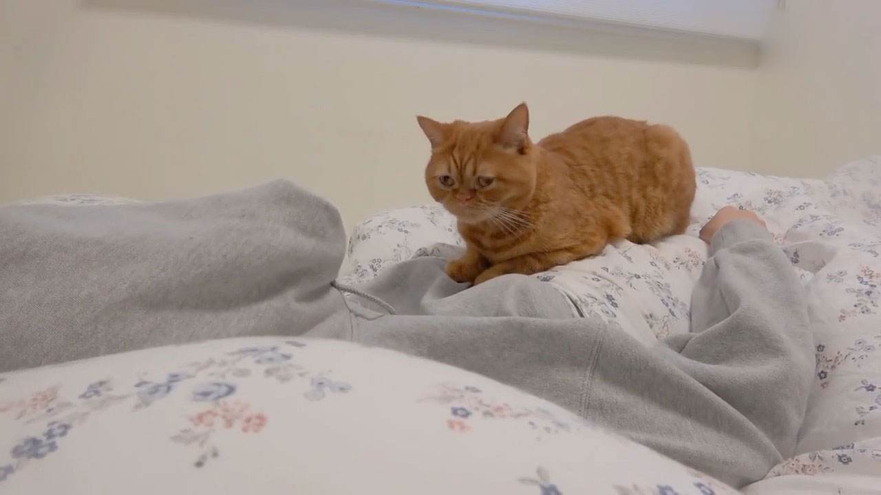 “记住，别让猫咪上床睡觉”休闲区蓝鸢梦想 - Www.slyday.coM