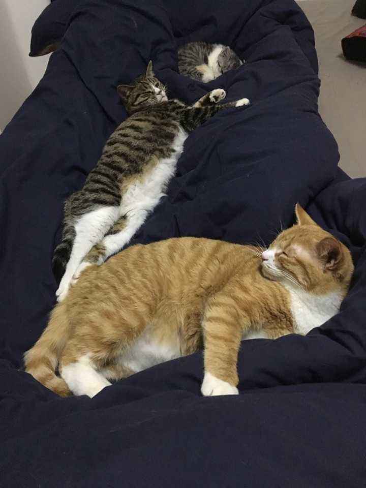 “记住，别让猫咪上床睡觉”休闲区蓝鸢梦想 - Www.slyday.coM