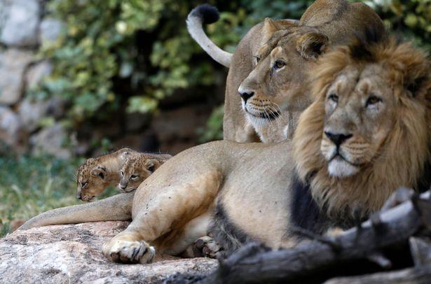 伊朗动物园一母狮打开围栏门咬死饲养员带着公狮在动物园里闲逛