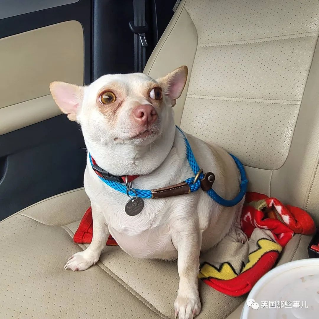 吉娃娃胖成煤气罐差点被安乐死被人救下后半年减掉一半体重