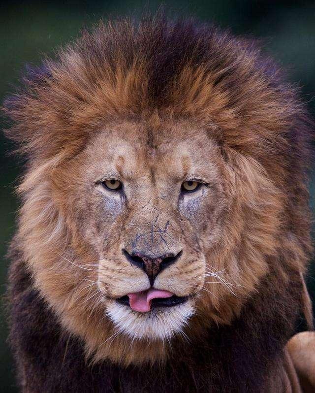 伊朗动物园一母狮打开围栏门咬死饲养员带着公狮在动物园里闲逛