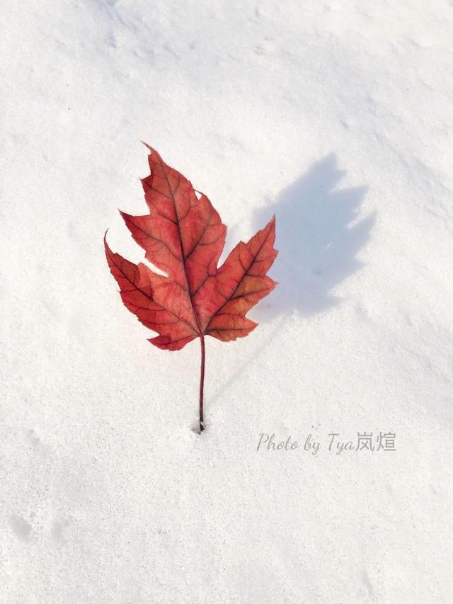 如何拍好雪景？掌握这几个关键点，照片不会差休闲区蓝鸢梦想 - Www.slyday.coM
