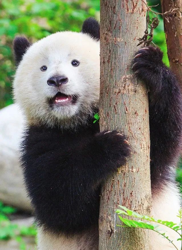 听说四川过年发熊猫手慢无