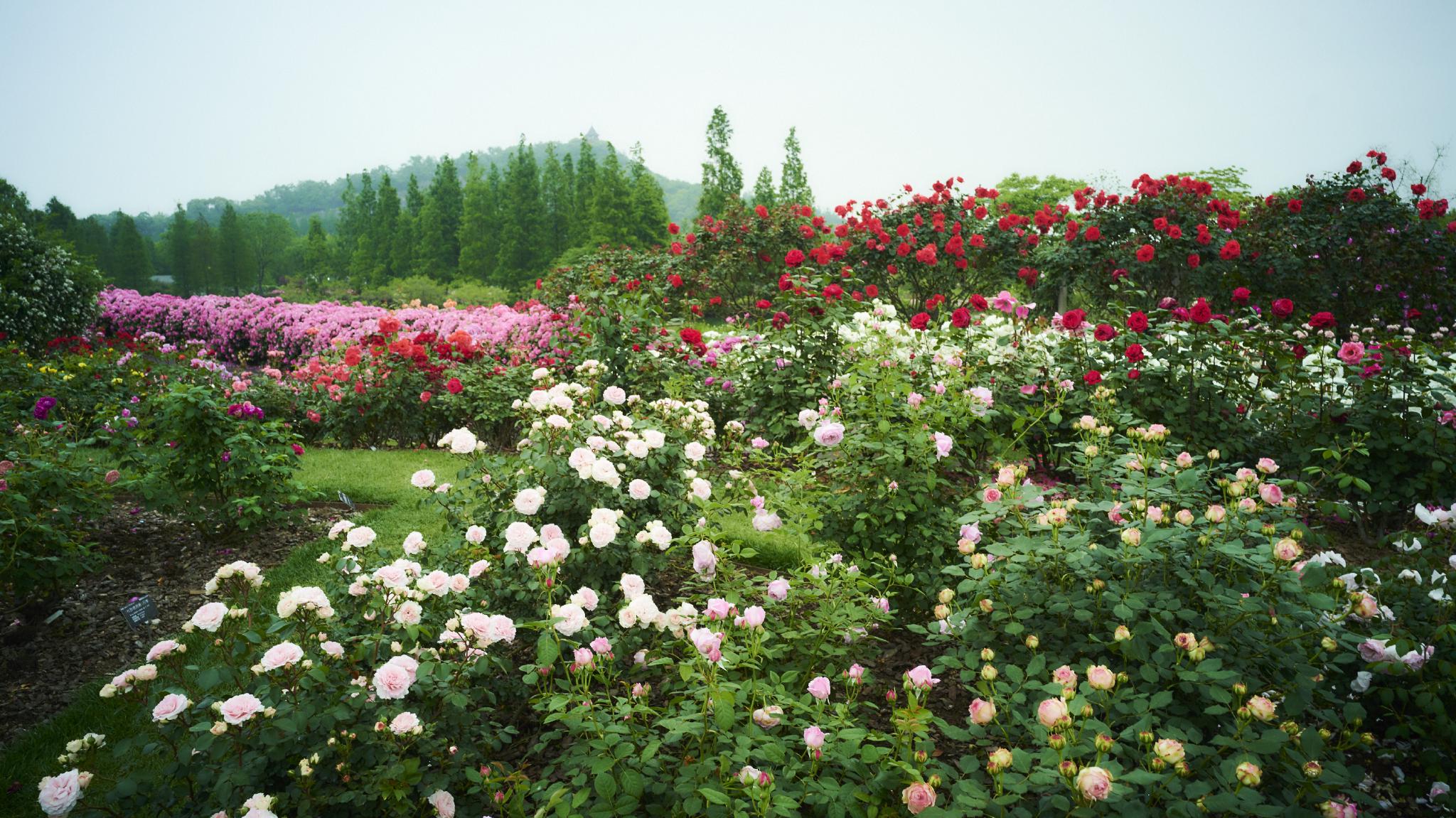 春天百花齐放的园子