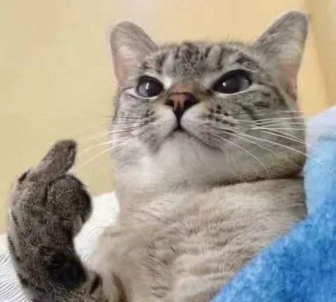 养猫和养狗过的是不一样的人生