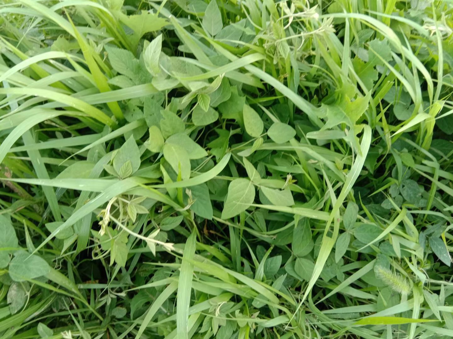 故事18岁女子上山采草药遇到一群土匪两个和尚救了她