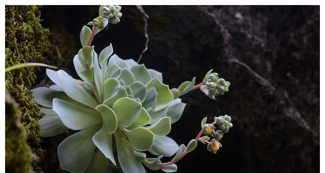 参考多肉原生环境,不难理解多肉为什么会有明显的生长期和休眠期休闲区蓝鸢梦想 - Www.slyday.coM 参考多肉原生环境,不难理解多肉为什么会有明显的生长期和休眠期休闲区蓝鸢梦想 - Www.slyday.coM