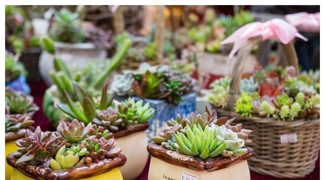 参考多肉原生环境,不难理解多肉为什么会有明显的生长期和休眠期休闲区蓝鸢梦想 - Www.slyday.coM 参考多肉原生环境,不难理解多肉为什么会有明显的生长期和休眠期休闲区蓝鸢梦想 - Www.slyday.coM