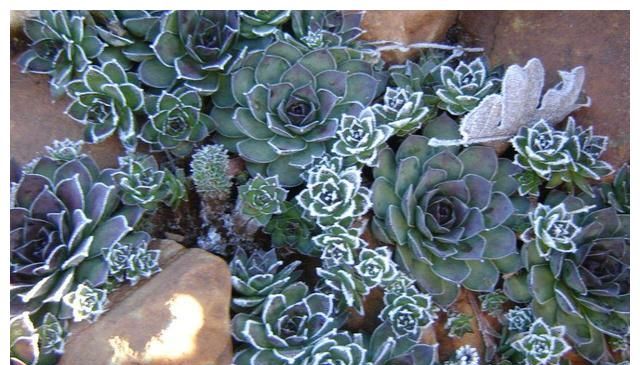 参考多肉原生环境,不难理解多肉为什么会有明显的生长期和休眠期休闲区蓝鸢梦想 - Www.slyday.coM 参考多肉原生环境,不难理解多肉为什么会有明显的生长期和休眠期休闲区蓝鸢梦想 - Www.slyday.coM