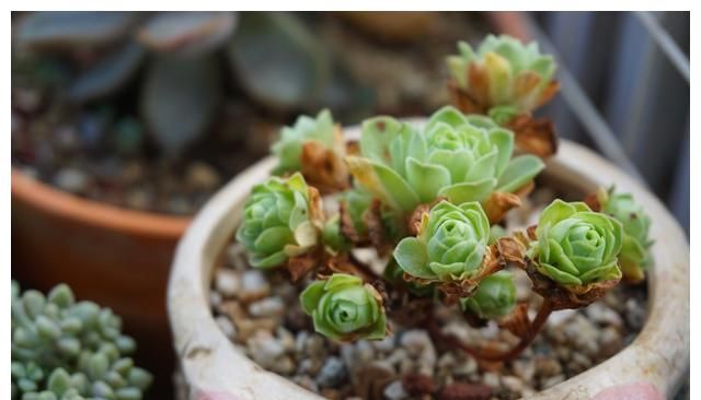 参考多肉原生环境,不难理解多肉为什么会有明显的生长期和休眠期休闲区蓝鸢梦想 - Www.slyday.coM 参考多肉原生环境,不难理解多肉为什么会有明显的生长期和休眠期休闲区蓝鸢梦想 - Www.slyday.coM