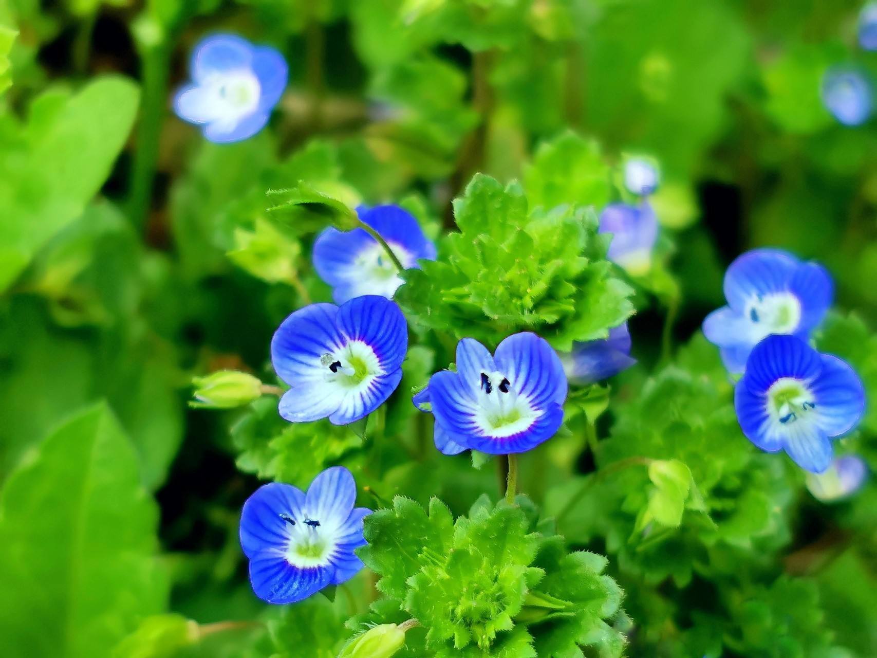 菜园常见的阿拉伯婆婆纳又叫肾子草灯笼草原来有这么多价值