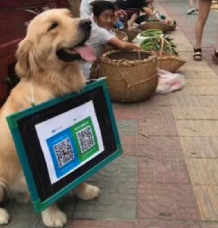 金毛脖子挂着二维码街边乞讨买菜的大妈却投来羡慕的眼光