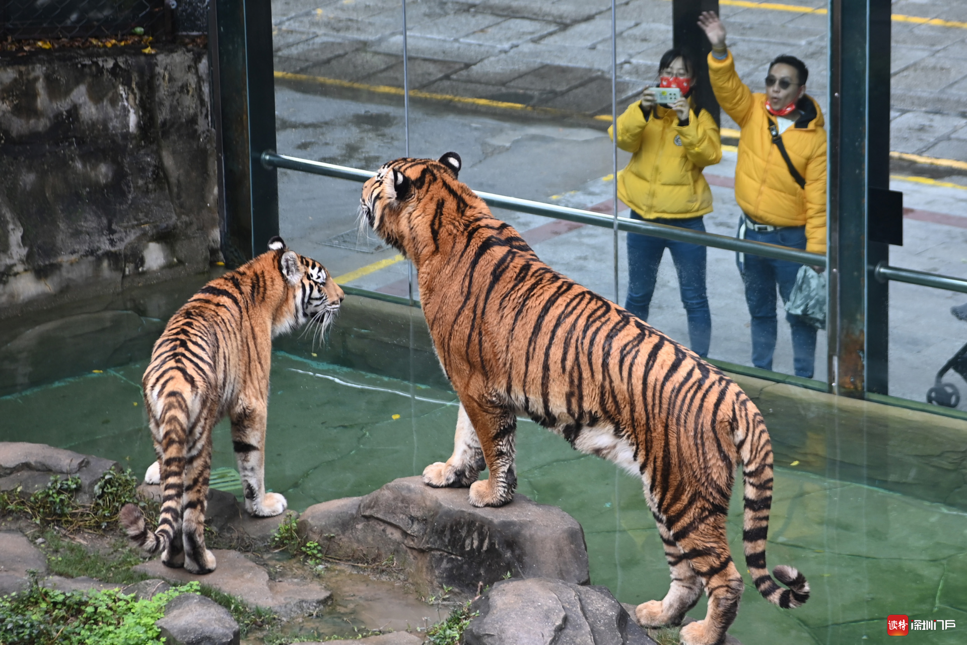 "斧头斧脑"!深圳野生动物园老虎接受"围观"祝福|野生动物园_新浪财经_