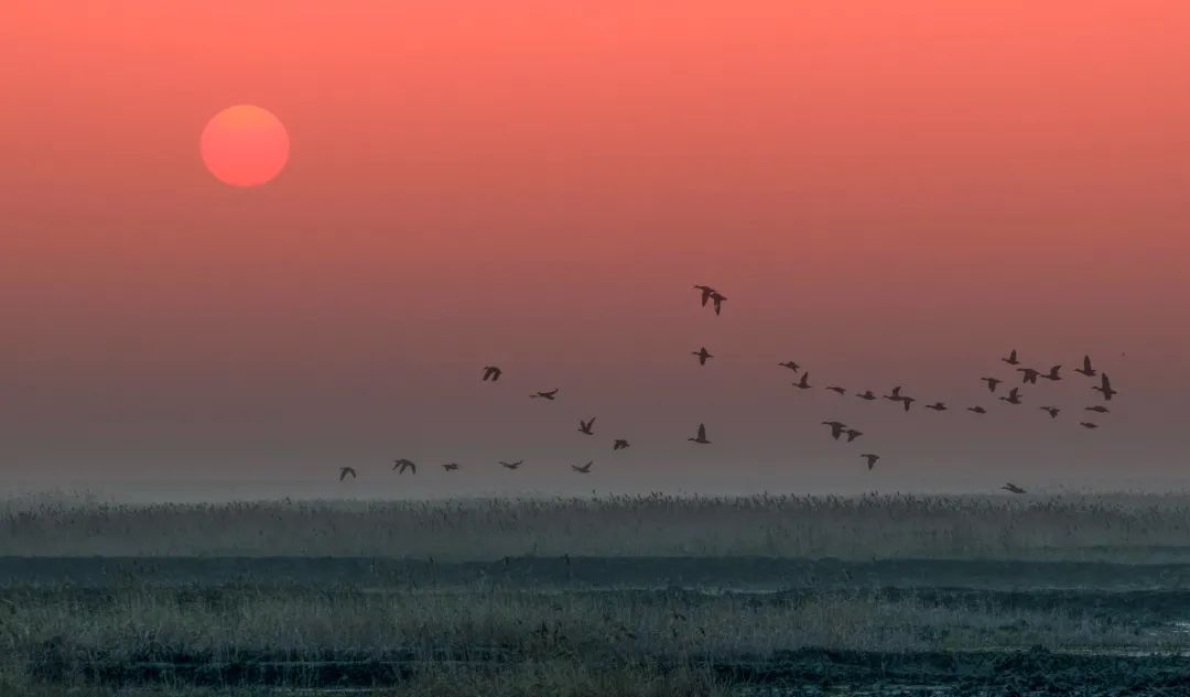【探索】今天是“世界湿地日”，一起赏魔都湿地风光吧休闲区蓝鸢梦想 - Www.slyday.coM