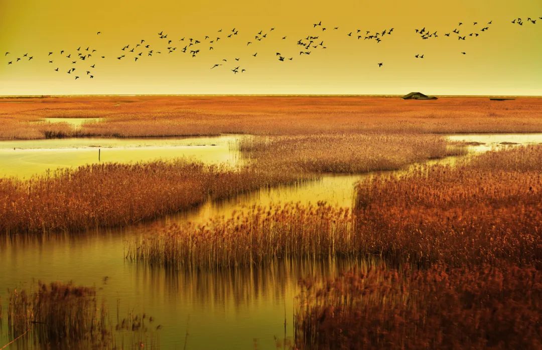 【探索】今天是“世界湿地日”，一起赏魔都湿地风光吧休闲区蓝鸢梦想 - Www.slyday.coM