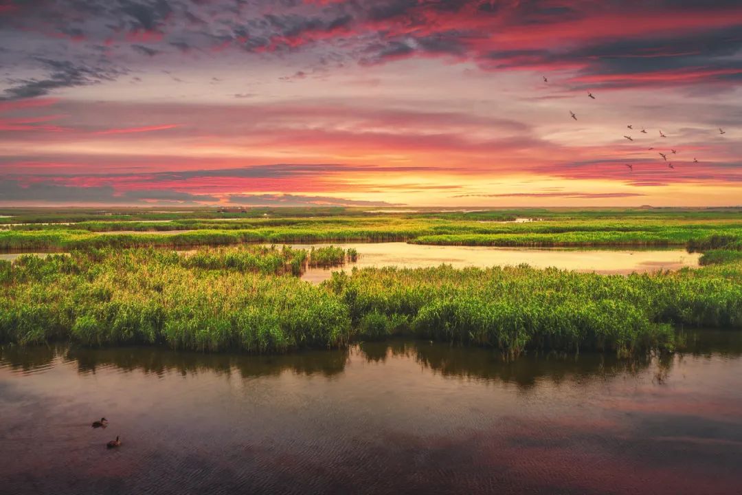 【探索】今天是“世界湿地日”，一起赏魔都湿地风光吧休闲区蓝鸢梦想 - Www.slyday.coM