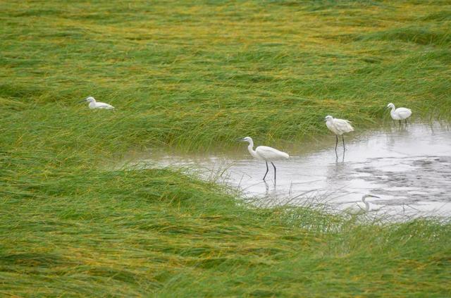 今天是“世界湿地日”，一起赏魔都湿地风光吧休闲区蓝鸢梦想 - Www.slyday.coM