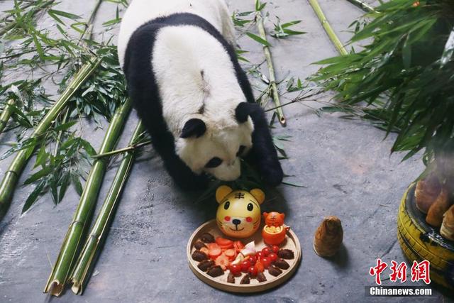 图为大熊猫园满(宁宁)享用"虎牌大餐". 马铭言 摄