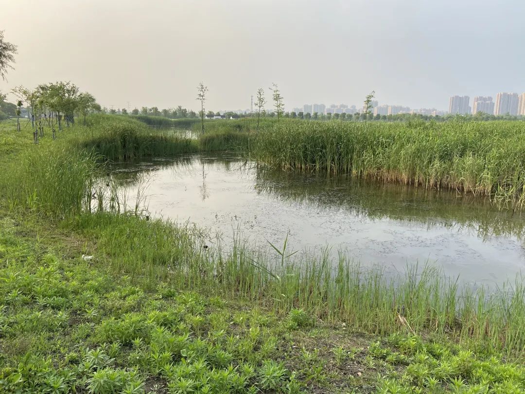 【探索】今天是“世界湿地日”，一起赏魔都湿地风光吧休闲区蓝鸢梦想 - Www.slyday.coM