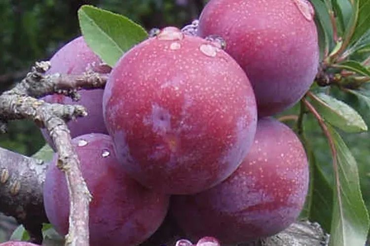 图9 "蜜思李"图10 紫杏此樱桃李是否等同于彼"樱桃李"?不太像.