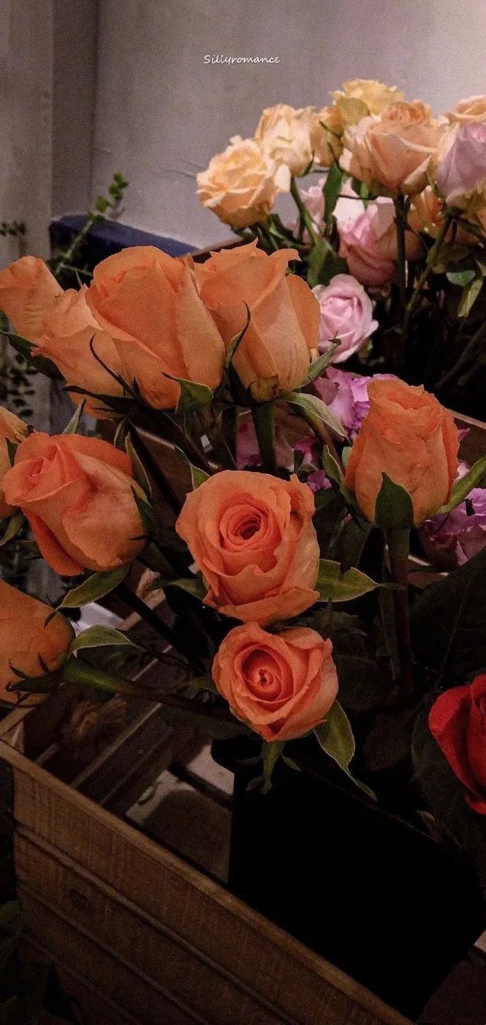 你好，大年初三休闲区蓝鸢梦想 - Www.slyday.coM