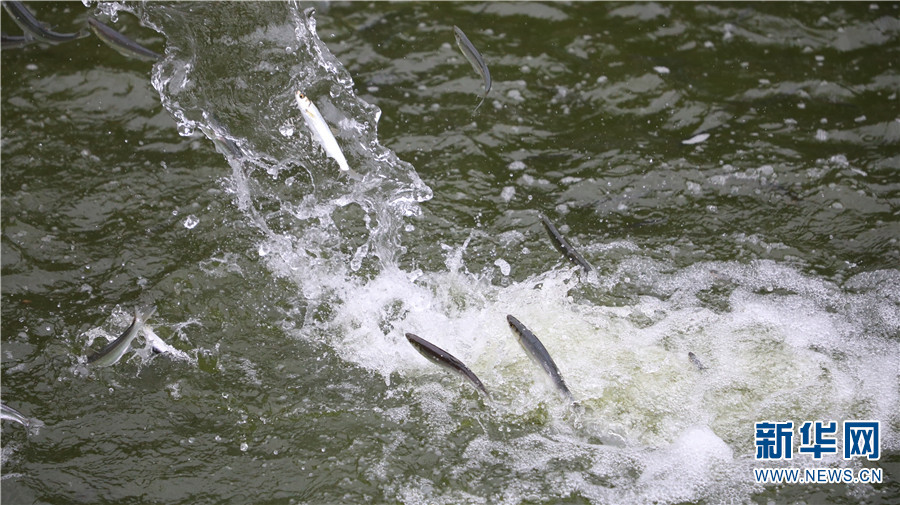 年味抗浪鱼把美好期盼吃进肚子里