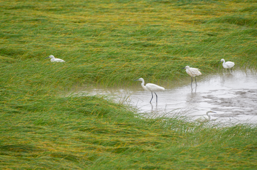 【探索】今天是“世界湿地日”，一起赏魔都湿地风光吧休闲区蓝鸢梦想 - Www.slyday.coM