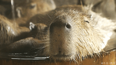 天冷看泡汤的水豚感觉好暖福