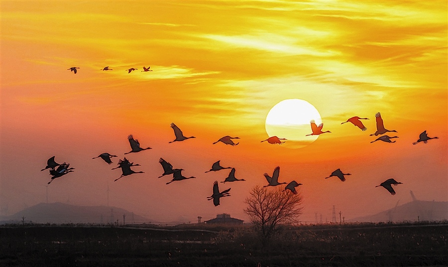 群鸟飞舞迎虎年