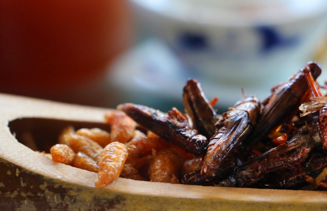 堪比生化武器爱斯基摩人的腌海雀有多臭鲱鱼罐头甘拜下风