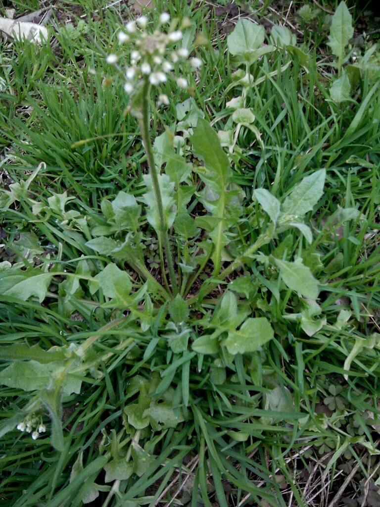 农村常见植物荠菜在你的家乡肯定有常把它煮鸡蛋来认识一下