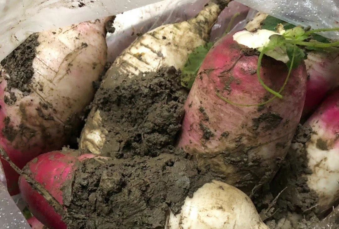 大年初四是立春，老传统要“咬春”，记得吃3样食材，迎春纳福休闲区蓝鸢梦想 - Www.slyday.coM