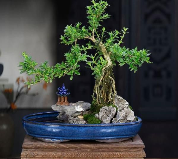 这种植物光听名字就感觉是非常唯美的,这种植物有守望