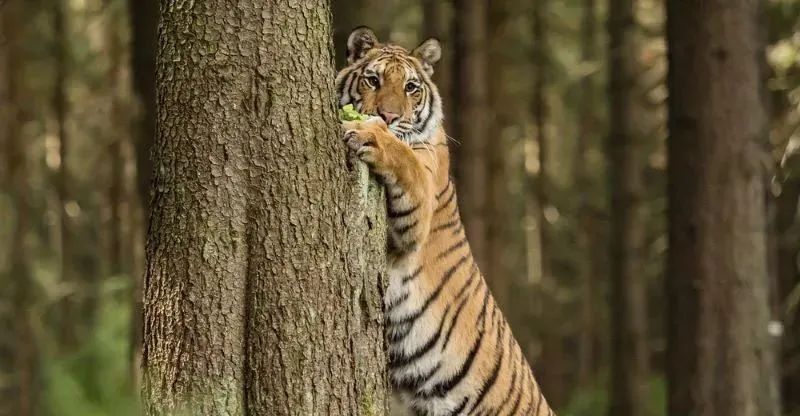 老虎头上都是王字吗它为啥是猫科动物不是虎科