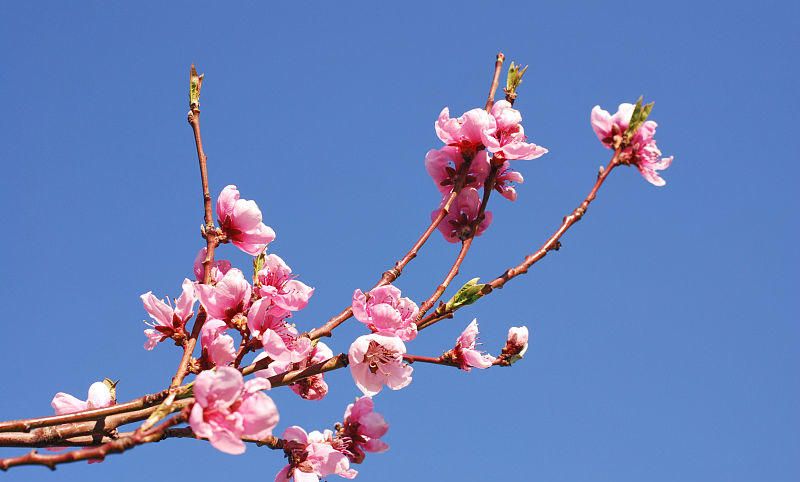 立春,有条件要吃咬春“三件套”,顺时而食,为春天打好基础休闲区蓝鸢梦想 - Www.slyday.coM 立春,有条件要吃咬春“三件套”,顺时而食,为春天打好基础休闲区蓝鸢梦想 - Www.slyday.coM