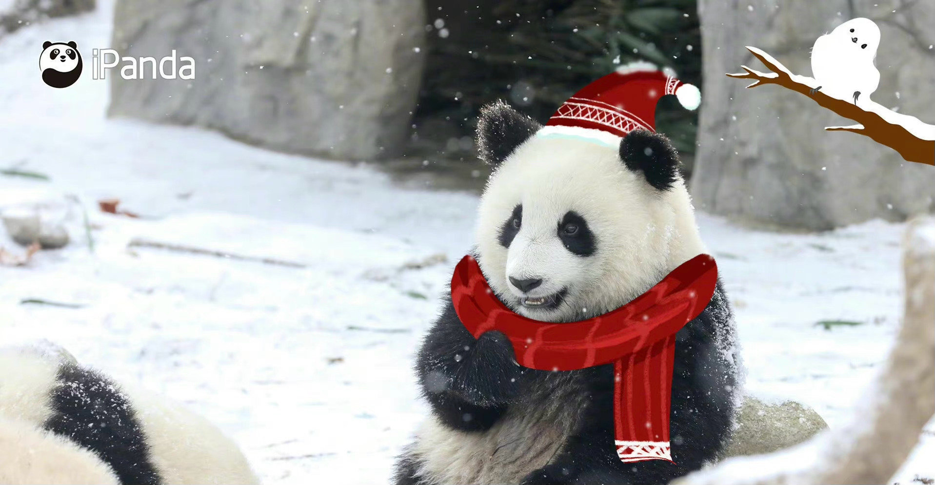 雪里的大熊猫