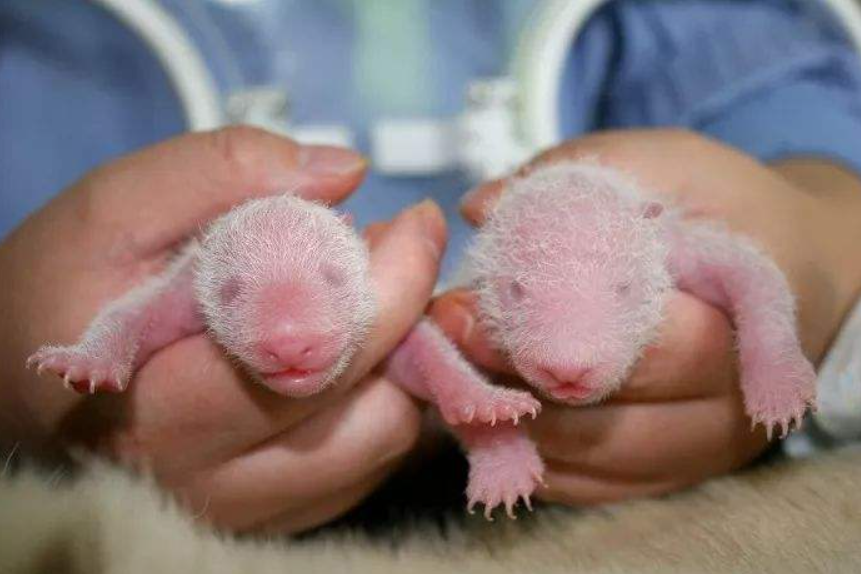 曾有个女人将活体大熊猫走私出中国海关登记携带哈巴狗一只