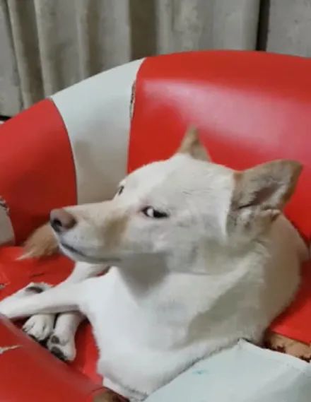 主人上班太晚回来狗子气得斜眼瞪人嘴巴还碎碎念别理我