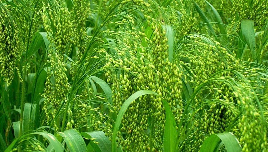 软糯香甜一咬流心的大黄米汤圆比糯米汤圆更好吃哦