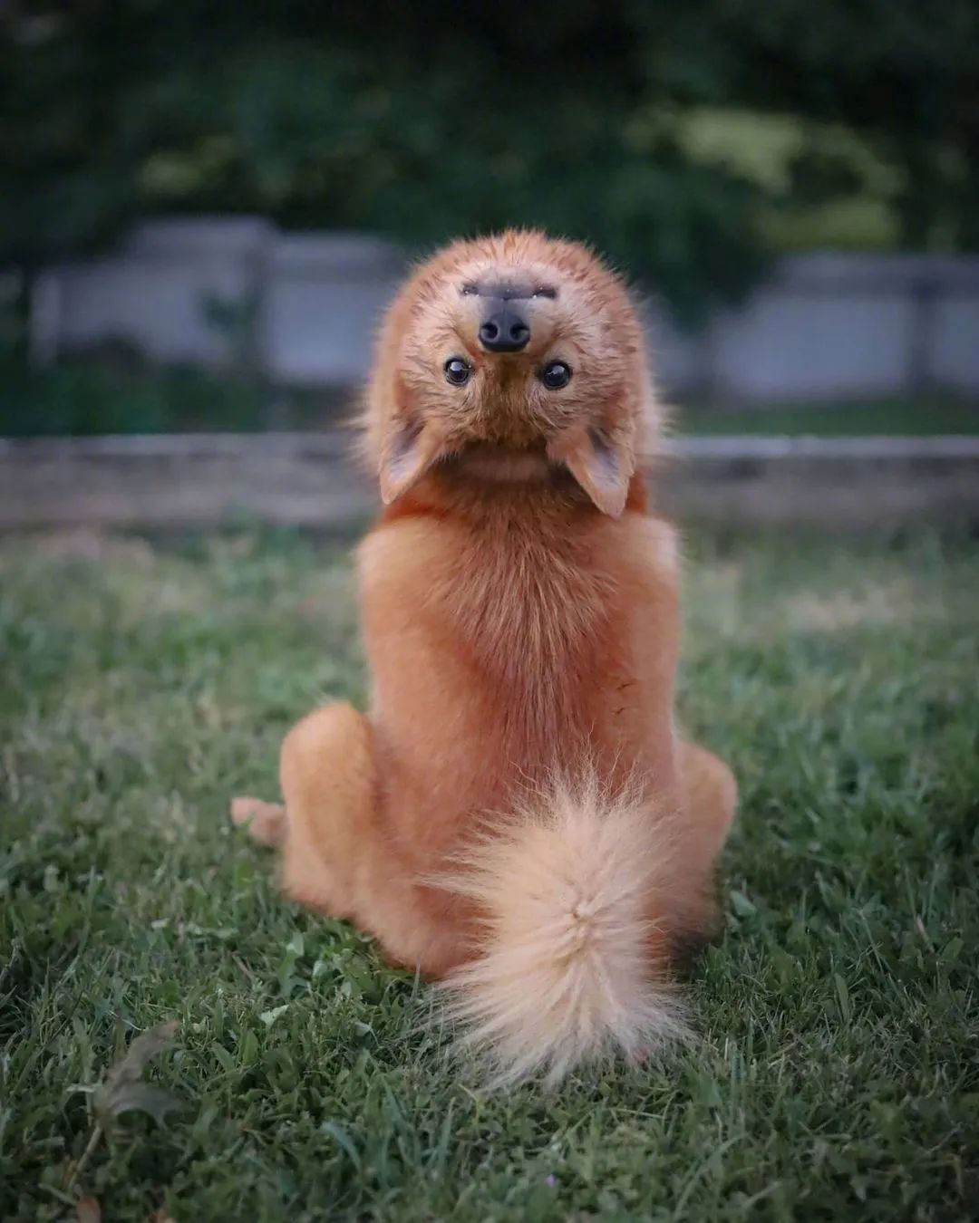 傲娇狗子拒绝摸摸,居然仰头180度,网友惊了:既诡异又搞笑!