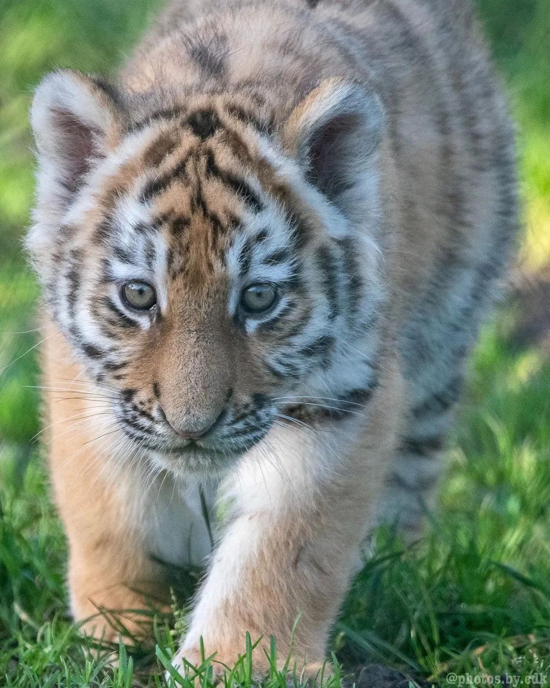 小家伙|图文|侵权_新浪新闻