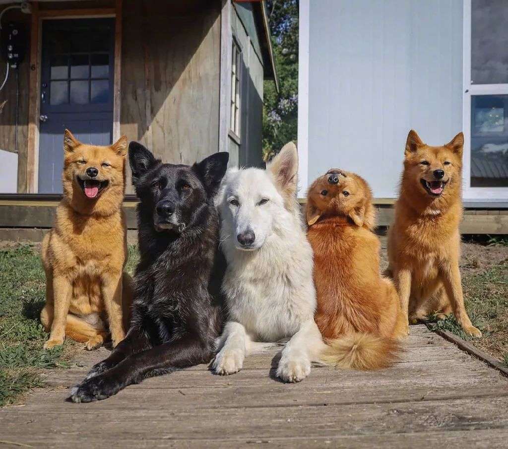 这只狐狸犬名叫kiko,凭借这个仰头的神技能,每次都能在五只毛孩的大