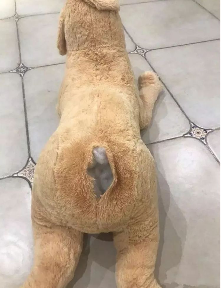 狗狗|玩具狗|主人_新浪新闻