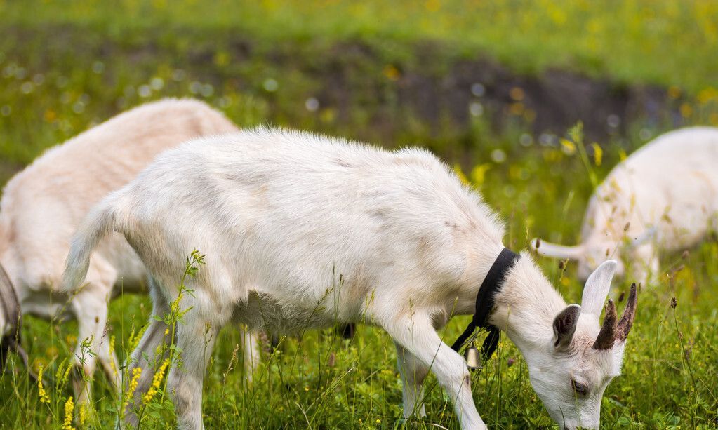 大年初四,迎灶神接财神,别忘了“忌4事吃2样”,迎接好运和财运休闲区蓝鸢梦想 - Www.slyday.coM 大年初四,迎灶神接财神,别忘了“忌4事吃2样”,迎接好运和财运休闲区蓝鸢梦想 - Www.slyday.coM