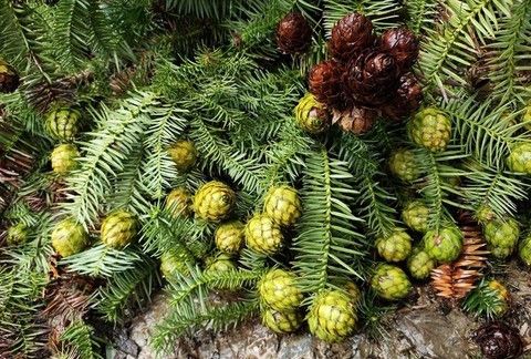 山上一种植物,全身都是刺,嫩尖用来煮水喝,对流鼻血有好处|刺杉|植物