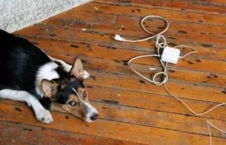 电线|狗狗|主人_新浪新闻