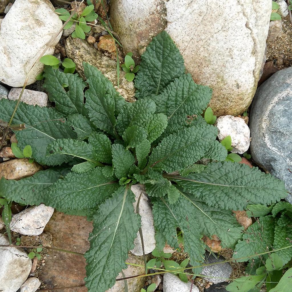 荔枝草别名蛤蟆草煮水原来价值这么好冬春季节正需要