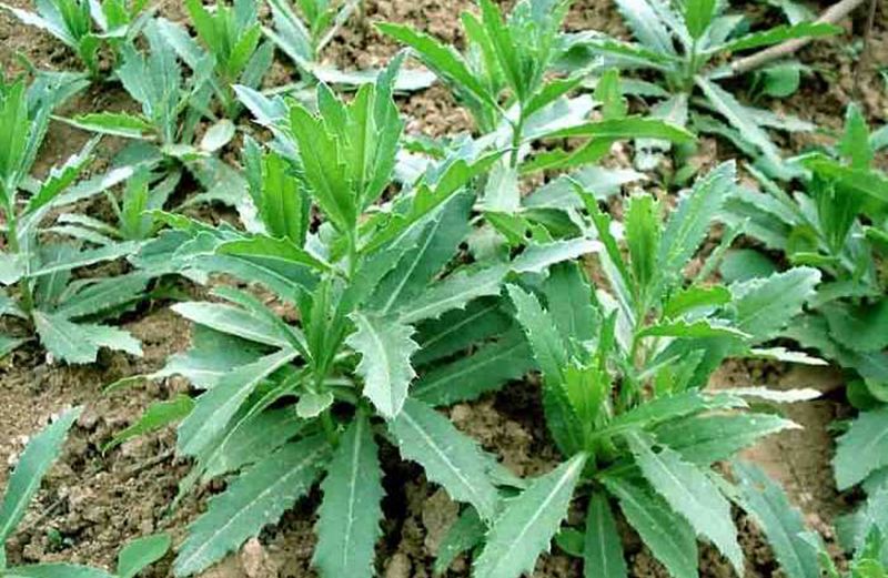 一:小蓟野菜,这种菜又叫刺儿菜,这种菜以前在农村一般都是割来喂猪