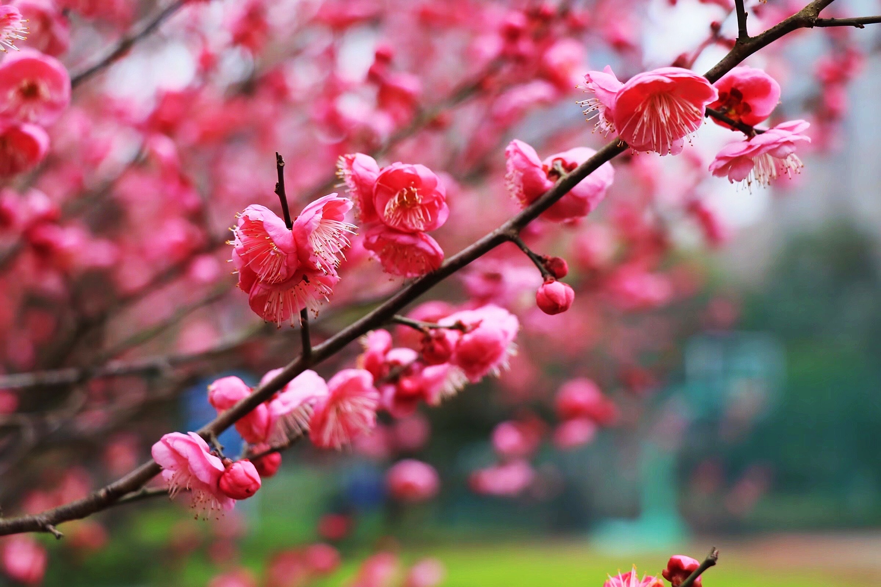 夏季如绿肺冬季梅花开,却少有人来