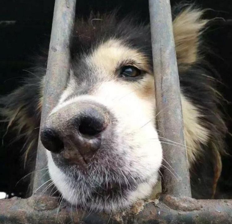 屠宰场发现一只二哈二哈眼里露出绝望天不怕地不怕的二哈也怕